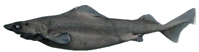 Centrophorus squamosus_04.jpg